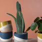 Colorway Collection Set of 8 By Accent Decor | Planters, Troughs & Cachepots | Modishstore - 9