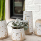 Treeline Collection Set of 8 By Accent Decor | Planters, Troughs & Cachepots | Modishstore - 5