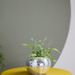 Disco Collection Set of 2 By Accent Decor | Stands | Modishstore - 5