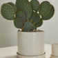 Morse Pot with Saucer Set of 4 By Accent Decor | Planters, Troughs & Cachepots | Modishstore - 12