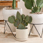 Morse Pot with Saucer Set of 4 By Accent Decor | Planters, Troughs & Cachepots | Modishstore - 13