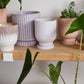 Tarrytown Pot with Saucer Set of 8 By Accent Decor | Planters, Troughs & Cachepots | Modishstore - 13
