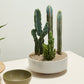 Inventor Bowl By Accent Decor | Decorative Bowls | Modishstore - 5