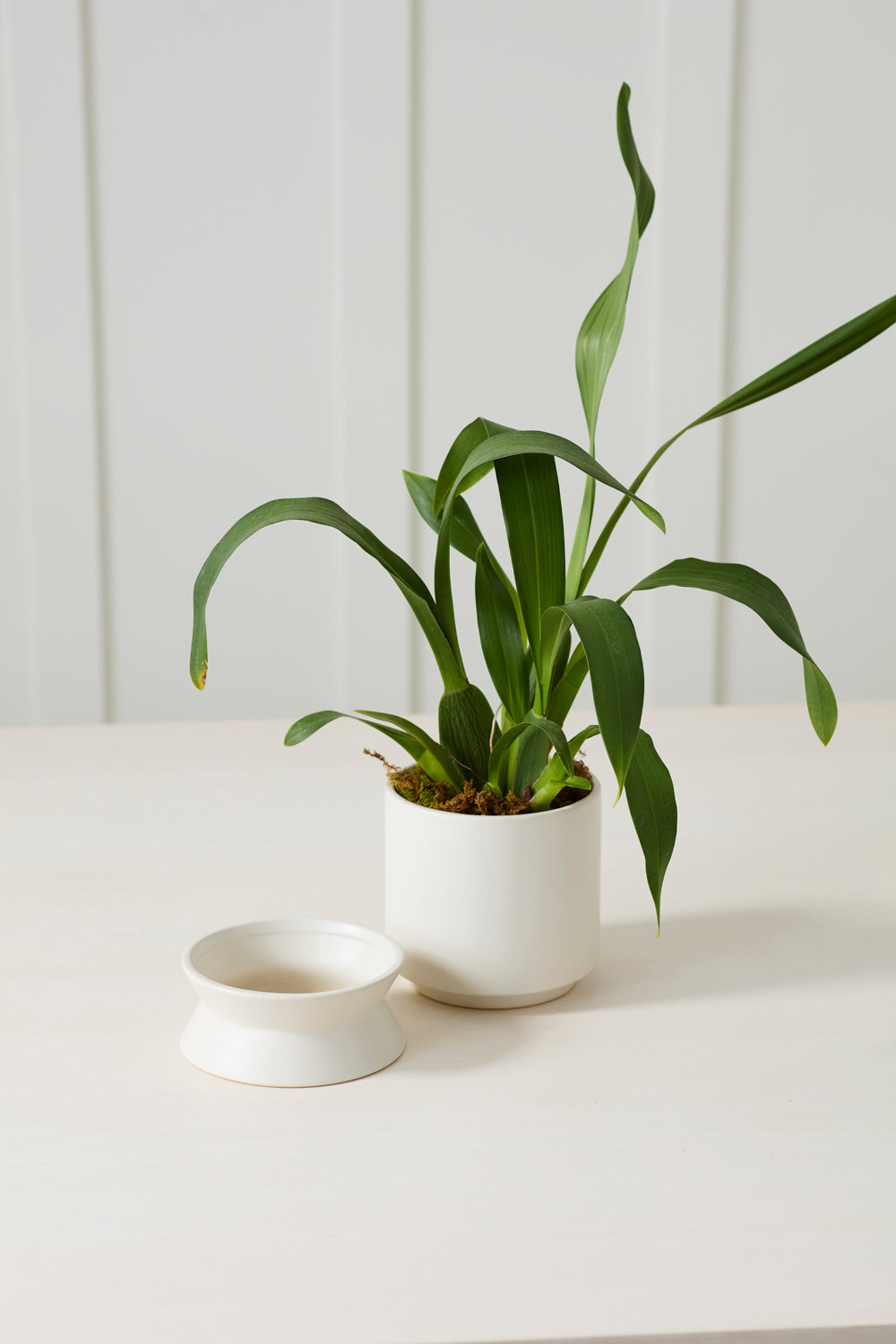 Madison Pot with Saucer Set of 2 By Accent Decor | Wall Decor | Modishstore - 12
