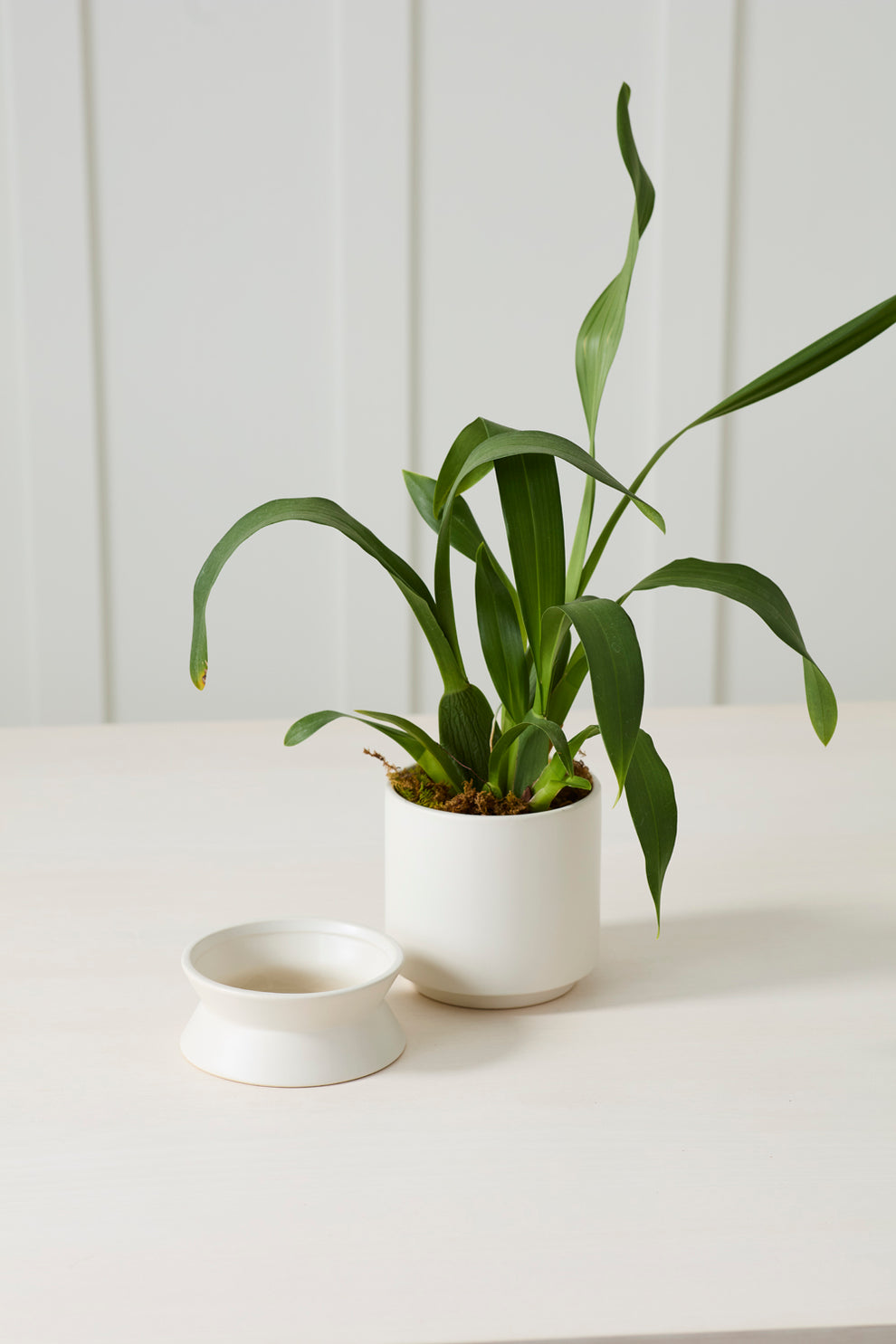 Madison Pot with Saucer Set of 2 By Accent Decor | Wall Decor | Modishstore - 12