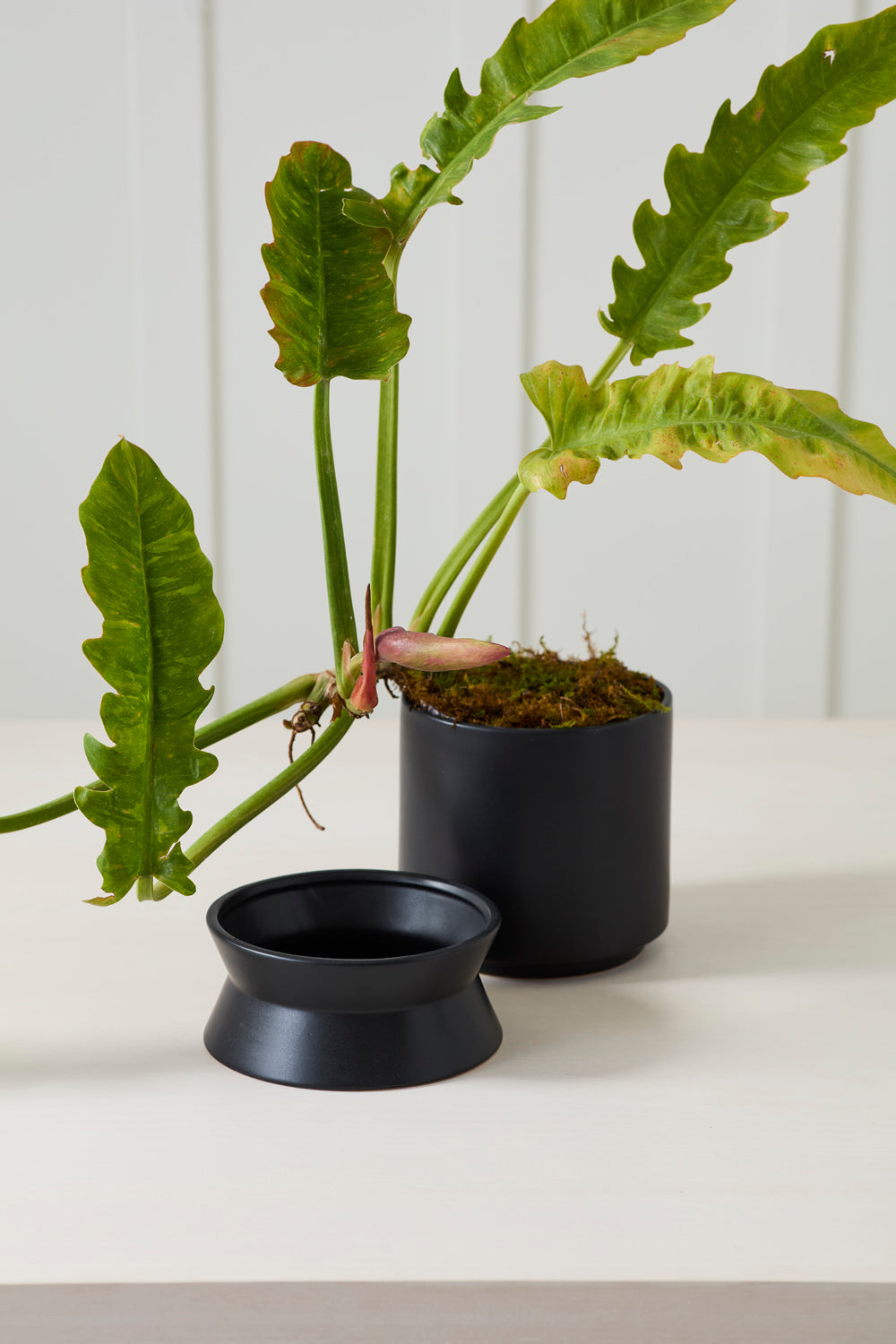 Madison Pot with Saucer Set of 2 By Accent Decor | Wall Decor | Modishstore - 9