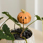 Small Spooks Plant Sticks Set of 4 By Accent Decor | Planters, Troughs & Cachepots | Modishstore - 5