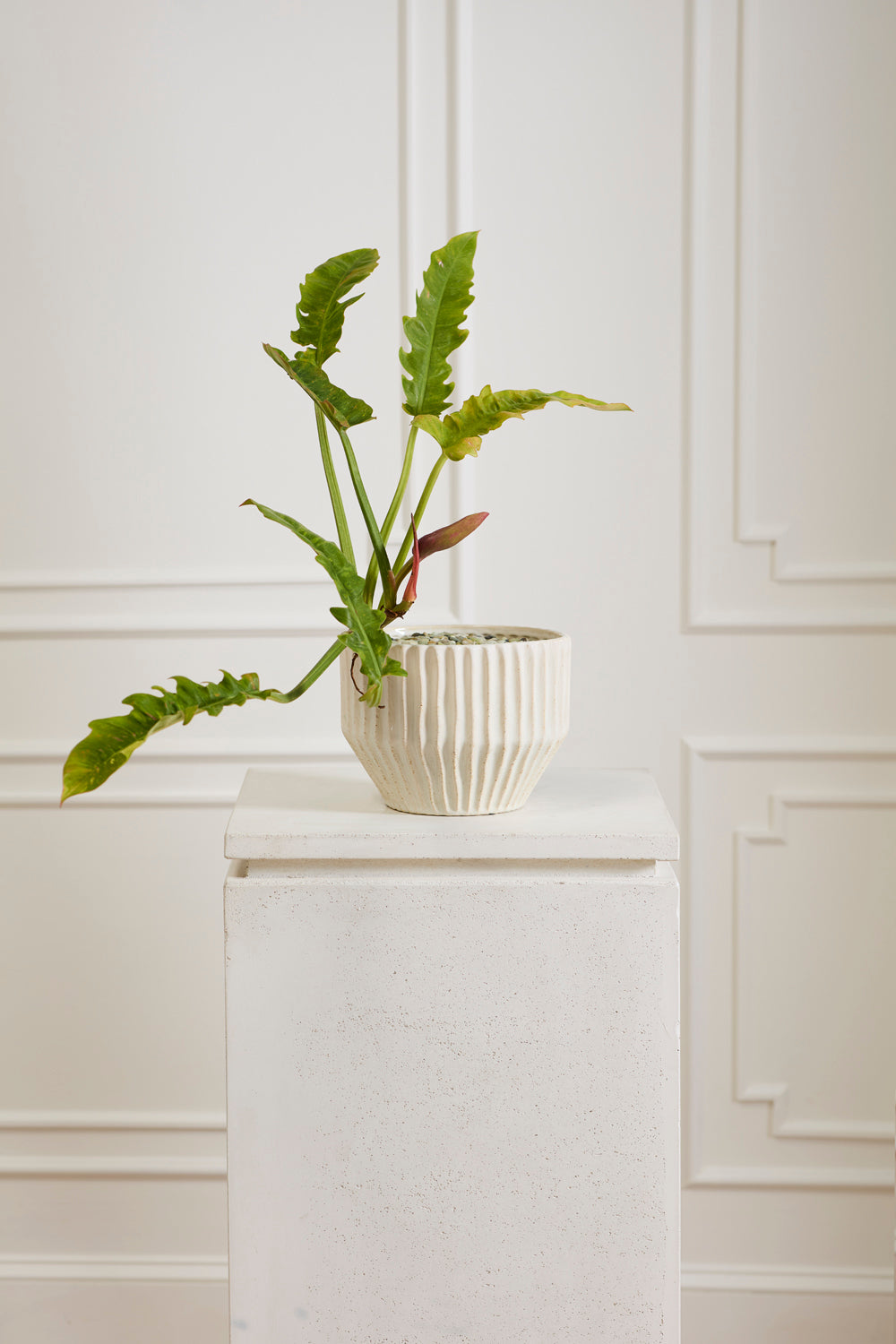 Cameron Pot By Accent Decor | Wall Decor | Modishstore - 5