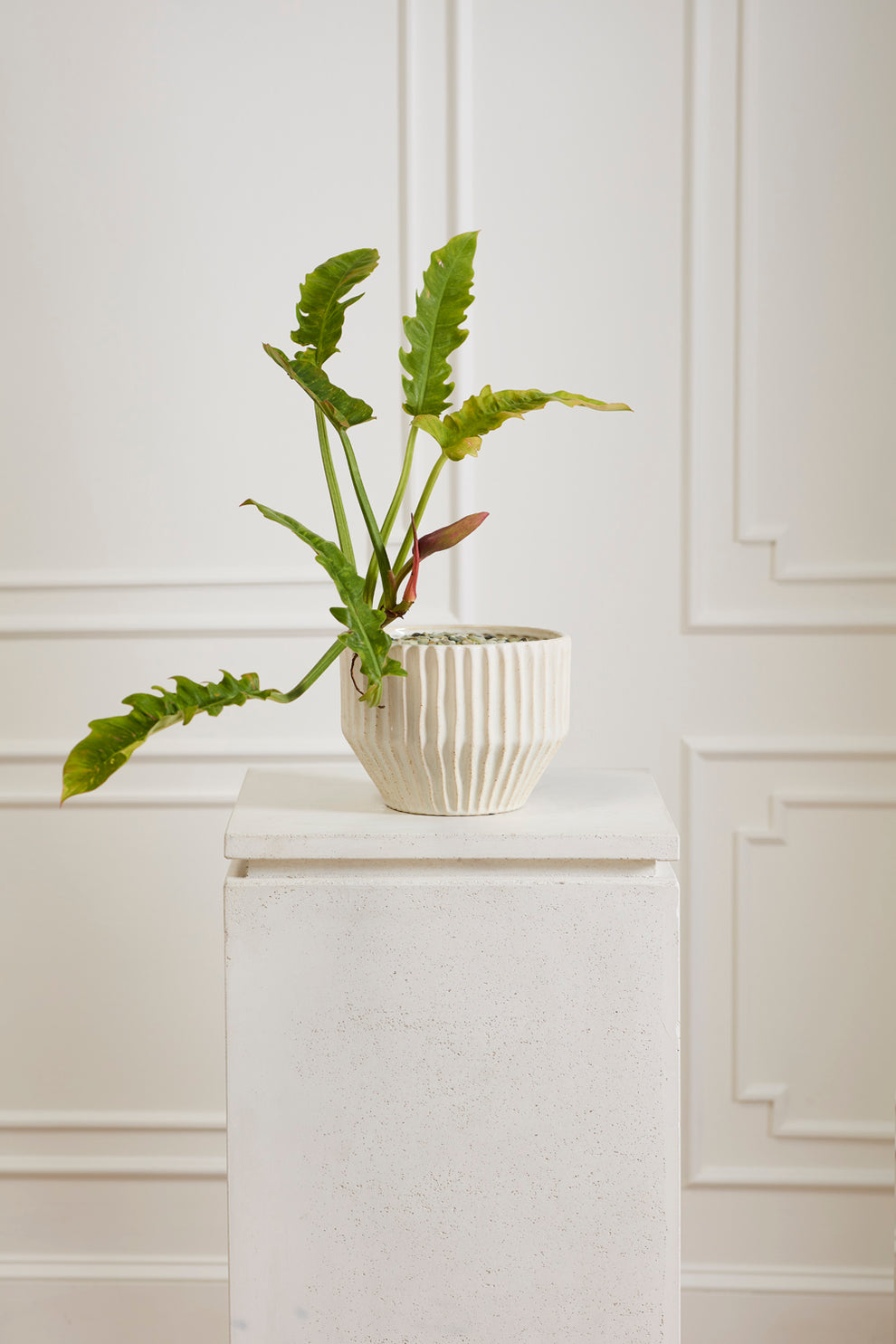 Cameron Pot By Accent Decor | Wall Decor | Modishstore - 5