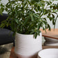 Offshore Collection Set of 2 By Accent Decor | Planters, Troughs & Cachepots | Modishstore - 6