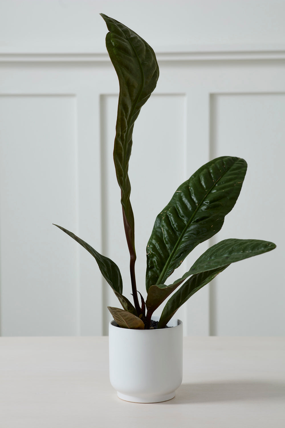 Kellen Pot Set of 4 By Accent Decor | Wall Decor | Modishstore - 10