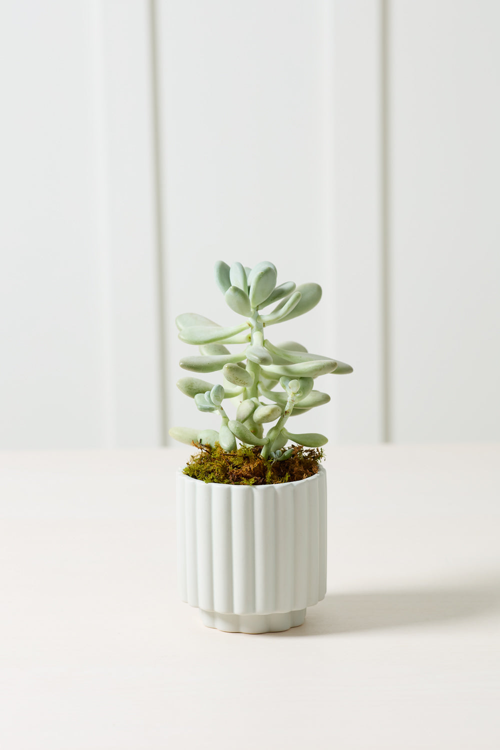 Carmen Pot Set of 8 By Accent Decor | Stands | Modishstore - 15