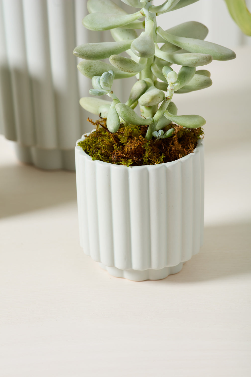 Carmen Pot Set of 8 By Accent Decor | Stands | Modishstore - 16