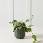Carmen Pot Set of 8 By Accent Decor | Stands | Modishstore - 9