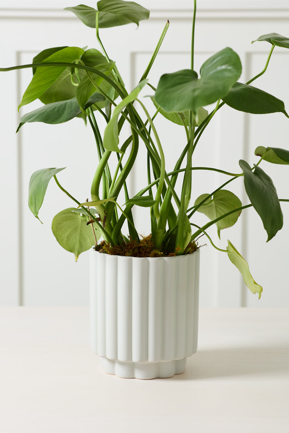 Carmen Pot Set of 8 By Accent Decor | Stands | Modishstore - 20