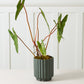 Carmen Pot Set of 8 By Accent Decor | Stands | Modishstore - 13