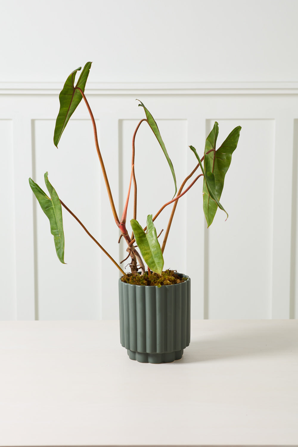 Carmen Pot Set of 8 By Accent Decor | Stands | Modishstore - 13