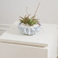 Sono Collection Set of 2 By Accent Decor | Planters, Troughs & Cachepots | Modishstore - 9