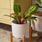 Calvia Pot with Stand Set of 2 By Accent Decor | Planters, Troughs & Cachepots | Modishstore - 5