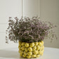 Layered Lemon Collection By Accent Decor | Planters, Troughs & Cachepots | Modishstore - 7