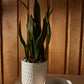 Dache Pot Set of 2 By Accent Decor | Planters, Troughs & Cachepots | Modishstore - 8