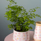 Motherhood Collection Set of 4 By Accent Decor | Planters, Troughs & Cachepots | Modishstore - 4