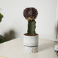 La Jolla Pot Set of 4 By Accent Decor | Planters, Troughs & Cachepots | Modishstore - 4