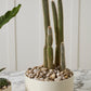 Hailey Footed Bowl By Accent Decor | Decorative Bowls | Modishstore - 7