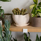 Highland Pot with Saucer Set of 4 By Accent Decor | Planters, Troughs & Cachepots | Modishstore - 15