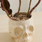 Haunting Skull Pot Set of 2 By Accent Decor | Planters, Troughs & Cachepots | Modishstore - 11