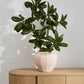 Argos Vase By Accent Decor | Vases | Modishstore - 7
