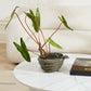 Boa Bowl By Accent Decor | Decorative Bowls | Modishstore - 4