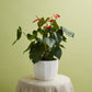 Bona Pot Set of 8 By Accent Decor | Planters, Troughs & Cachepots | Modishstore - 10