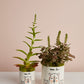 Mama Bear Collection Set of 8 By Accent Decor | Planters, Troughs & Cachepots | Modishstore - 5