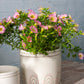 Rise and Shine Pot Set of 4 By Accent Decor | Planters, Troughs & Cachepots | Modishstore - 10