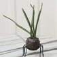 Silly Spider Pot Set of 8 By Accent Decor | Planters, Troughs & Cachepots | Modishstore - 8