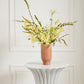Cyrus Collection Set of 8 By Accent Decor | Planters, Troughs & Cachepots | Modishstore - 12