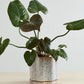 Avenell Pot Set of 2 By Accent Decor | Planters, Troughs & Cachepots | Modishstore - 8
