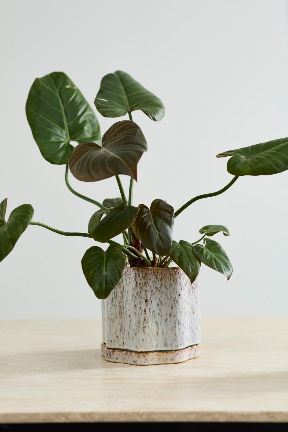 Avenell Pot Set of 2 By Accent Decor | Planters, Troughs & Cachepots | Modishstore - 8