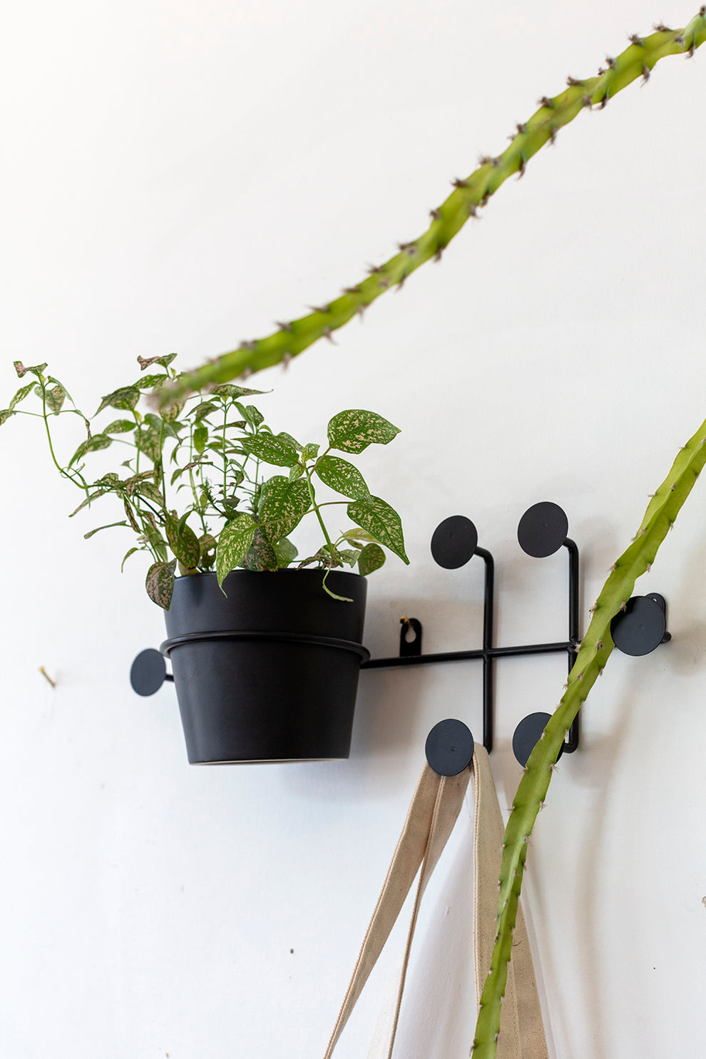 Rayen Wall Hanger Set of 4 By Accent Decor | Wall Decor | Modishstore - 4