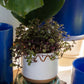 Bindi Pot Set of 4 By Accent Decor | Planters, Troughs & Cachepots | Modishstore - 7