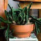 Crescendo Collection Set of 8 By Accent Decor | Planters, Troughs & Cachepots | Modishstore - 11