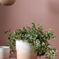Vesper Collection Set of 8 By Accent Decor | Planters, Troughs & Cachepots | Modishstore - 7