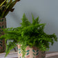Springtime Collection Set of 2 By Accent Decor | Planters, Troughs & Cachepots | Modishstore - 5