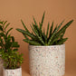 Terrazzo Collection Set of 8 By Accent Decor | Planters, Troughs & Cachepots | Modishstore - 12