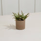 Morrigan Collection Set of 8 By Accent Decor | Planters, Troughs & Cachepots | Modishstore - 5
