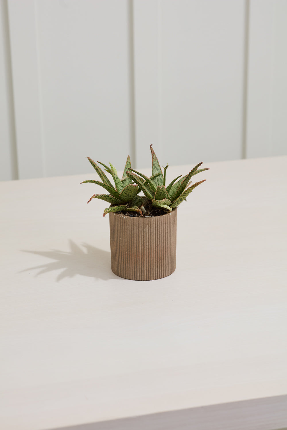 Morrigan Collection Set of 8 By Accent Decor | Planters, Troughs & Cachepots | Modishstore - 5