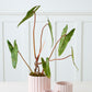 Carmen Pot Set of 8 By Accent Decor | Stands | Modishstore - 23