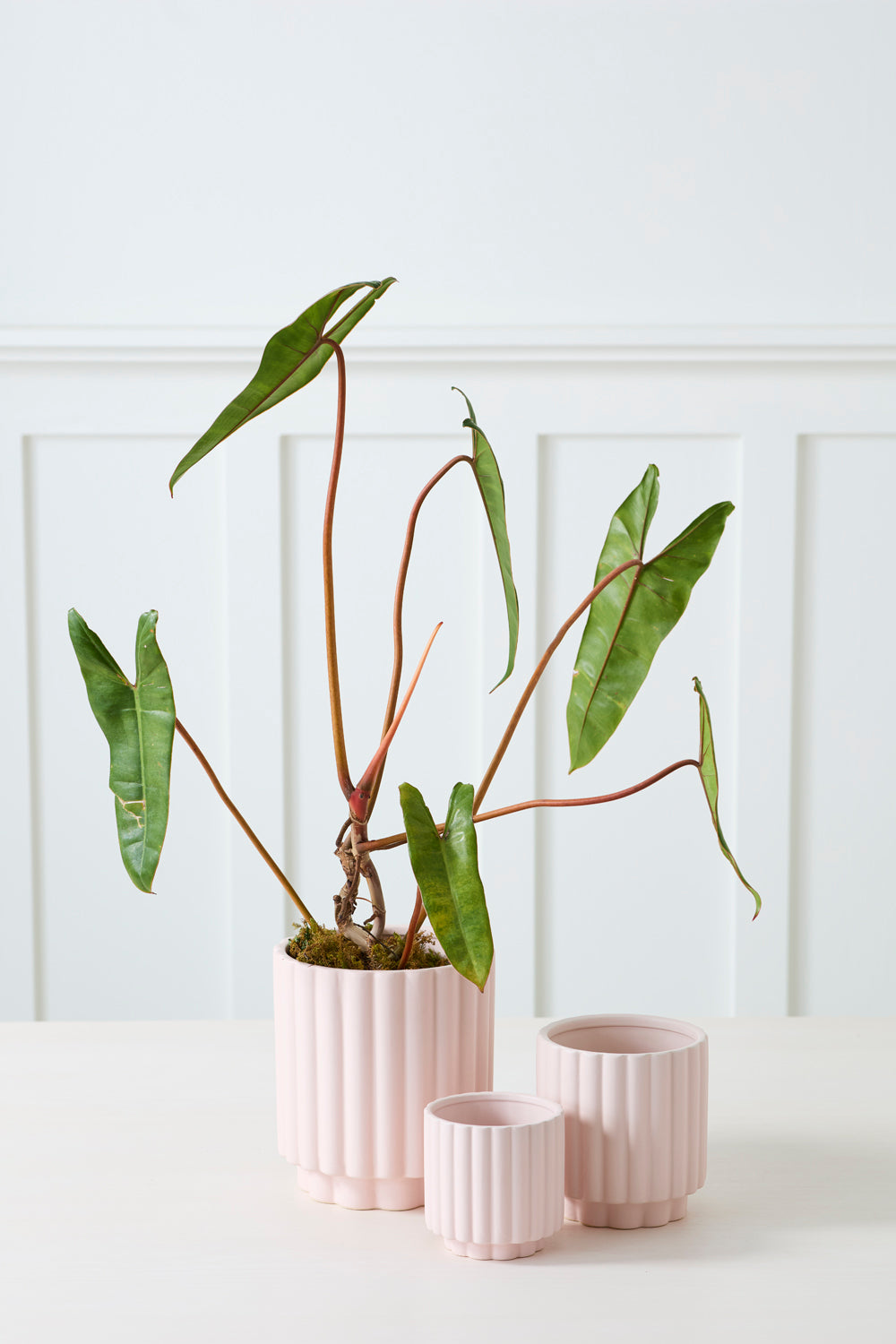 Carmen Pot Set of 8 By Accent Decor | Stands | Modishstore - 23