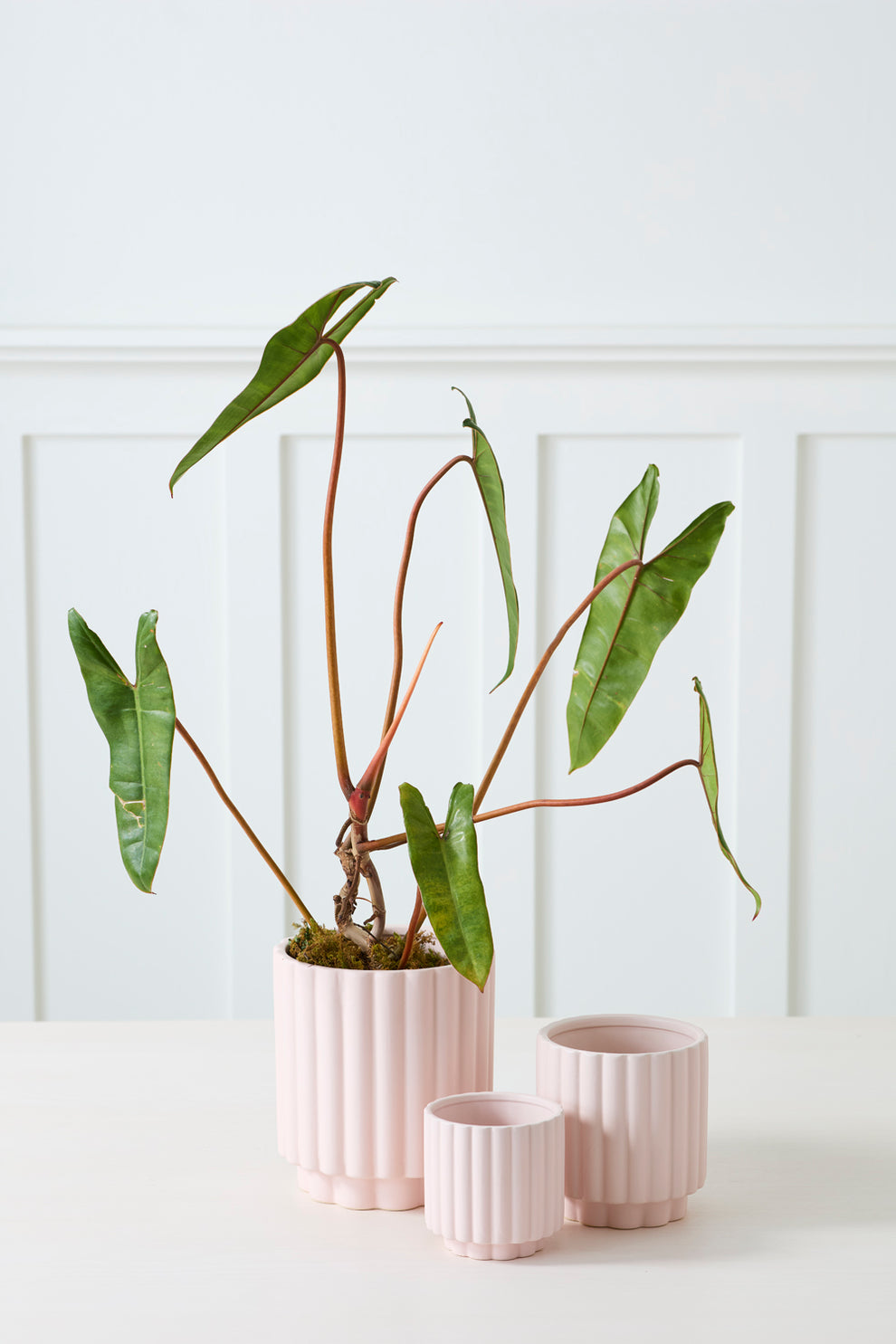 Carmen Pot Set of 8 By Accent Decor | Stands | Modishstore - 23